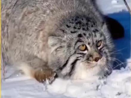 二级保护动物兔狲,又呆萌又凶猛#兔狲 #保护动物