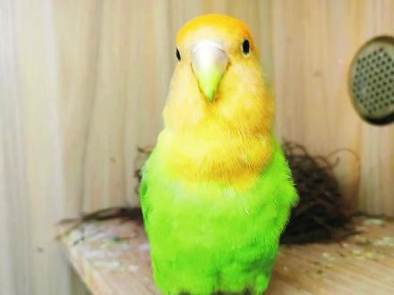 养鸟新手知识,识别桃面类牡丹鹦鹉18种花色品系之黄桃绿桃 #鹦鹉 #手养鹦鹉 #铲屎官的乐趣 #萌宠出道计划