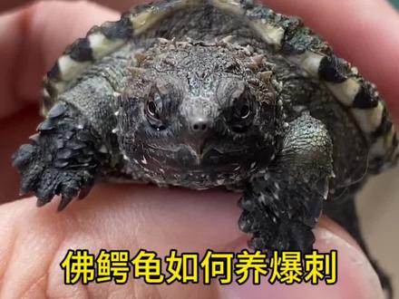 佛鳄怎么养爆刺?#佛鳄龟 #佛鳄龟 #养龟人 #观赏龟 #佛鳄