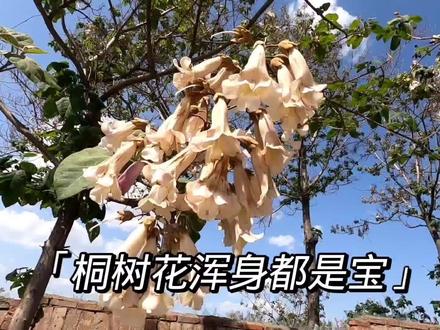 桐树花浑身都是宝,解决了不少人的难言之隐,或许对你有用#农村生活 #植物百科 #乡村守护人 #农村 #大自然的馈赠 #中草药