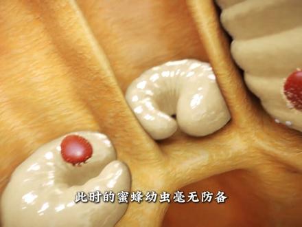 蜜蜂的隐秘克星——瓦螨! 蜜蜂体内恐怖寄生螨,啃食幼虫散播病毒,蜂群遇它必死无疑!#瓦螨 #科普 #动物科普 #热点
