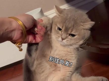 猫:别往外发 #谁还没个新年小马了 #豆包ai