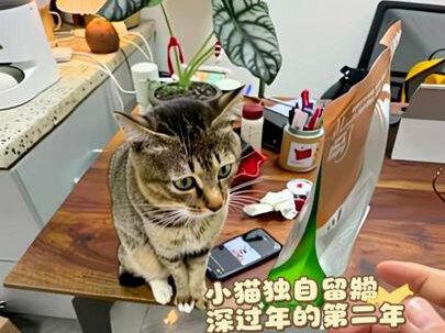 小猫独自留深过年的第二年…#猫咪 #留守猫咪 #雀猫铁铁 #日常分享 #萌宠出道计划