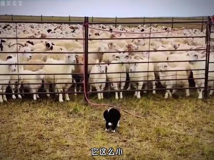 “血脉觉醒!来自边牧的超燃时刻,大草原才是它们真正的家!”#牧羊犬 #边牧 #牧羊犬赶羊 #狗是狗边牧是边牧 #原来边牧是这样放羊的