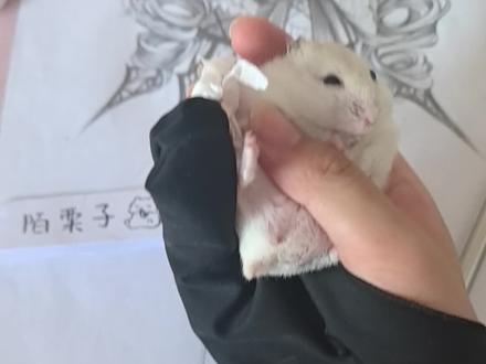 其实煮包看上了一个粉色的棉窝…#仓鼠 #萌宠#画画#稿件