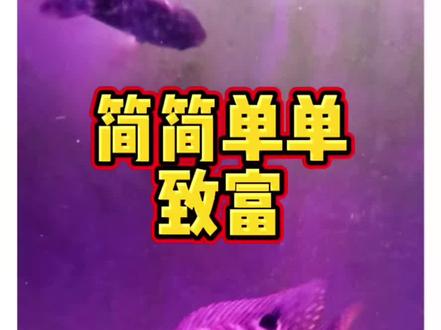 这罗非鱼都内卷涨价了,早两天才200块今天就1580了,还上什么班?#吉利慈鲷 #罗非鱼 #野钓 #钓鱼人 #钓鱼那些事