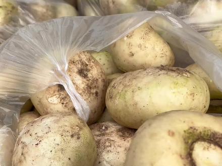 扁萝卜唯一产区,江西吉安北京,上海深圳南京我都去过没看过这种萝卜,包括那个九江南昌#黄皮黄心土豆 #分享家乡特产 #抖音助农 #优质农产品