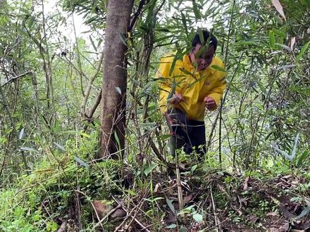 进山掰笋子,刚到竹林就发现一大丛牛屎菇,很多人没见过 #掰笋 #竹笋 #拔笋 #牛屎菇 #乡村守护人