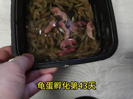 龟蛋孵化第四十三天,种龟的辅食#养龟 #养龟日记 #剃刀龟 #龟宠时代 #养龟人