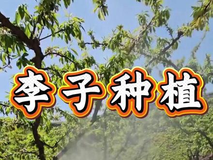 三月份李子保果,哪种肥效果才好 #李子 #李子种植 #李子种植技术 #蜂糖李 #蜂糖李种植
