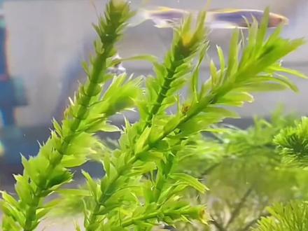养好蜈蚣草需要注意的几个方面#水草#生态鱼缸#养鱼日记#观赏鱼#阴性水草