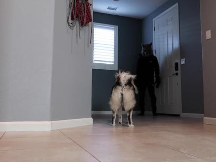 铲屎官喷香水掩盖气味,戴着恐怖的狼人面具,这次哈士奇会怕吗?#铲屎官喷香水 #戴着恐怖的狼人面具 #哈士奇