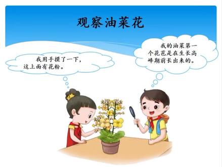 观察花,花的解剖。小学科学教学 #科学实验 #动手能力 #线上小课堂 #快乐学习