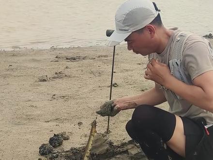 台风后真实赶海捉土龙#杜龙#行鳝#腾鳝#青鳝#青鳗