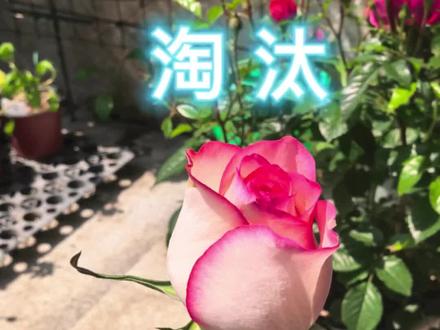 去年从9.9的小苗养大的艾莎
今年确定要淘汰掉了
江浙沪这三点水不是白来的 每年花期就下雨
不想每次下雨都要搬花盆的我 耐雨淋是基础要求了 #艾莎玫瑰#月季玫瑰#花卉绿植