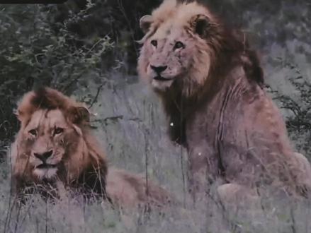 老恩的后代和老三的后代,莫瓦提联盟#坏男孩联盟