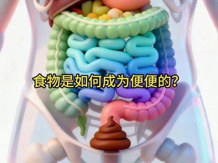 食物是如何成为便便的? 一分钟告诉你,食物是在身体内的完整路径#少儿科普#消化系统 #人体 #动画科普#冷知识