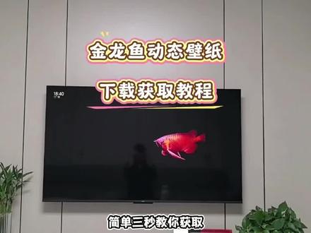 《小云世界》金龙鱼电视屏保设置教程来了电视养鱼教程,金龙鱼动态壁纸下载,电视机屏保龙鱼教程,金龙鱼电视屏保设置方法,电视金龙鱼屏保去哪里下载设置,#电视养鱼教程 #电视屏保#电视屏保设置#金龙鱼屏保怎么设置#金龙鱼屏保怎么下载