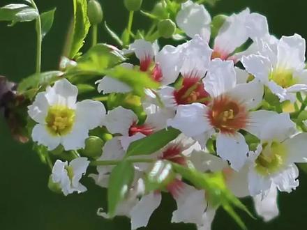 园林苗圃学实践,文冠果种子播种……#文冠果