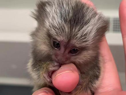 一口气带你认识12种世界最小事物 #世界之最 #最小 #冷知识