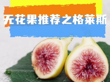 格莱斯无花果,又被称为水蜜桃无花果,吃一口你就上瘾的那种,对它爱不释手,几个要点已经总结好了,看看能不能满足咱们家庭无花果爱好者吧!#无花果 #花卉绿植 #水蜜桃无花果 #格莱斯