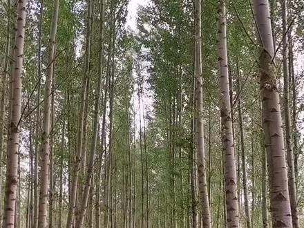 县委,县政府,林业局,农业农村局,自然资源局,只要你有十万亩可以造林的土地资源,请对接我,不要地方出一份钱,由国家储备林,专有银行出这笔资金,为地方生态,造福社会,造福百姓。