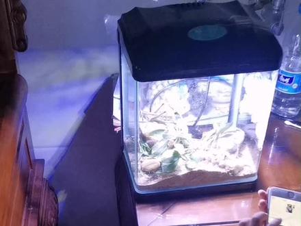 蚱蜢一夜之间进化成传说中的蝗虫了