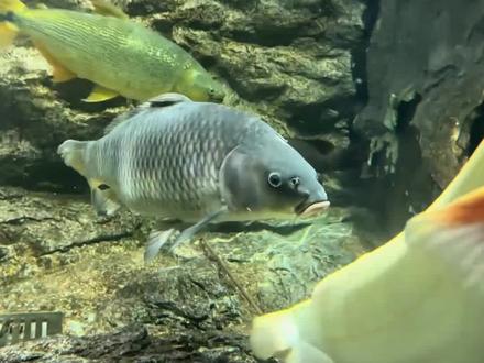 狗鱼闯刀疤鲤缸,被揍到一心求死,鳄鱼都嫌它晦气!#刀疤鲤 #刀哥 #狗鱼