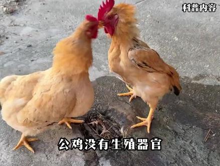 公鸡没有生殖器官,为什么还能和母鸡交配?它究竟是怎么完成的? (1)#动物 #公鸡 #科普 #内容启发搜索 #涨知识