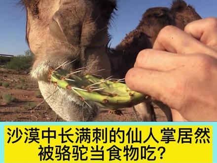 骆驼为啥喜欢吃仙人掌?难道它不怕疼吗?#科普 #涨知识 @抖音青少年 #萌知计划