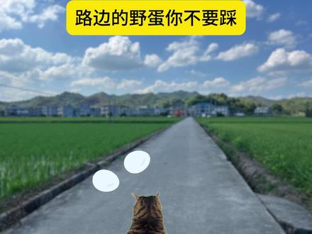 路边的野蛋你不要踩 #顶级过肺 #猫meme