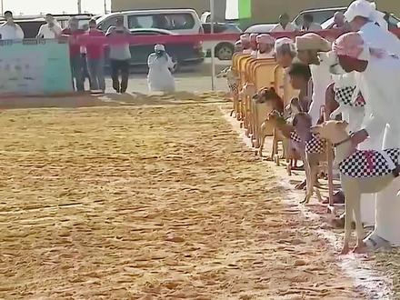 猎犬跑步比赛,土豪的游戏 #看世界 #奇趣自然 #灵缇犬