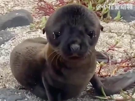 可爱的小海狮寻找人类的帮助,软绵绵的叫声惹人怜爱。#万物有灵 #动物救助 #人间有爱 #动物救援