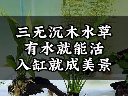 就算你装3个氧气泵,也赶不上这个养不死的沉木水草!