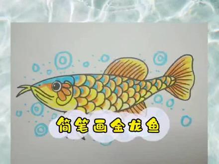 简笔画金龙鱼#简笔画#画画#金龙鱼#儿童美术 #美术作业#动物@抖音小助手