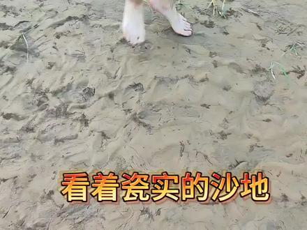 黄河滩踩泥实测#黄河滩踩泥 #刘同学游山西