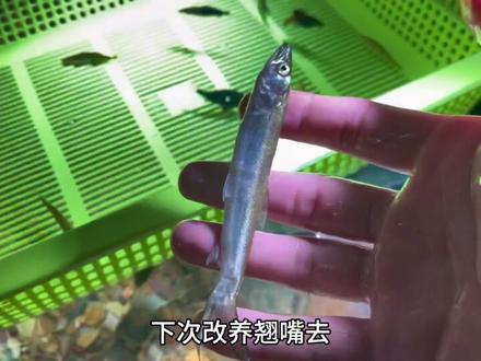 都说鳜鱼难养,明明黑鱼最难养
#养鱼日记 #鳜鱼