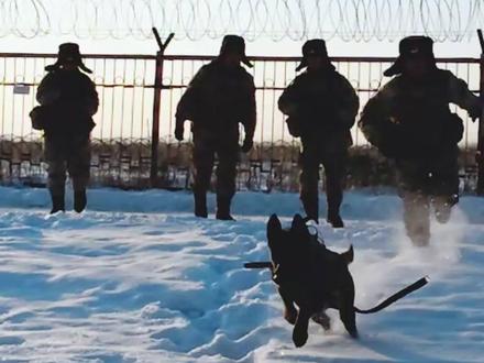 军犬“东风”开始巡逻啦~