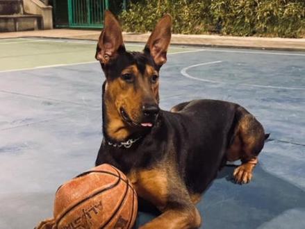 鉴狗杜宾第三篇记得评论带价格 ##狗 #杜宾