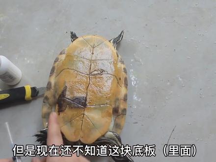 发现乌龟有腐甲但是不知道腐甲是否还在继续扩张或者已经结痂,我们可以用这个方法!