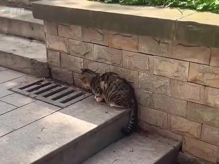 猫老六:小飞爪来咯! #搞笑配音 #猫咪的迷惑行为 #动物搞笑配音