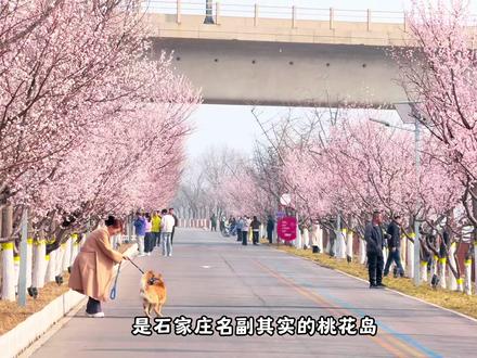 石家庄滹沱河河心岛的桃花开了,可以来赏花啦#石家庄游玩推荐 #踏春赏花 #滹沱河艺术生态岛 #感受春的气息