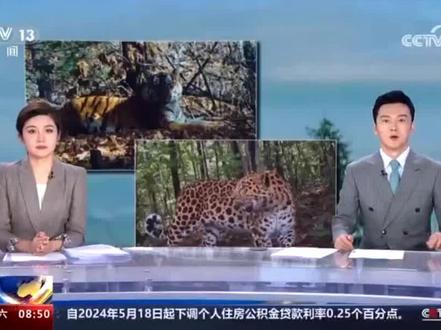 东北虎豹国家公园科考:我国野生东北虎、东北豹种群数量逐年增长