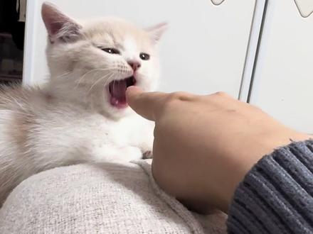 小猫咪版赛马#赛马 #猫咪宝宝 #摇滚 #这赏味期小猫最可爱了 #铲屎官和他的主人