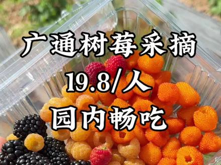 快来实现树莓自由啦!#广通镇 #趣玩广通 #树莓 #乡村振兴
