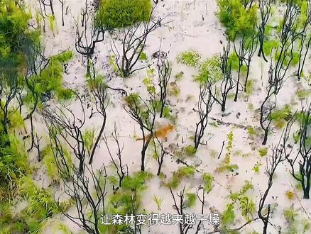 大黄也是好起来了,留学澳洲,成了澳洲野狗