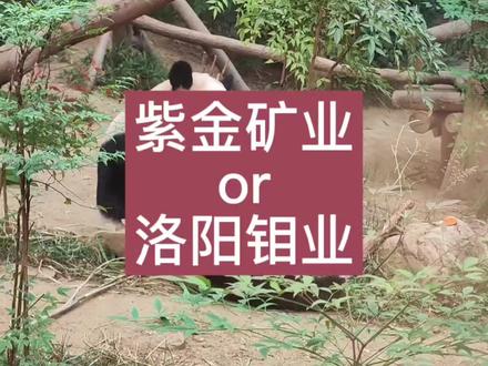 上一次呢分析完了紫金矿业,好多朋友给我留言,问我洛阳钼业怎么样?那今天呢,咱们就来一起了解一下这家同样是“家里有矿”的矿业公司。#股票 #洛阳钼业 #紫金矿业 #投资 #a股