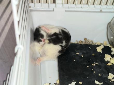 没见过坎贝尔仓鼠下崽吧!我们的仓鼠就要生了,能生出什么品种呢 #坎贝尔仓鼠 #一线仓鼠 #小宠 #仓鼠下崽