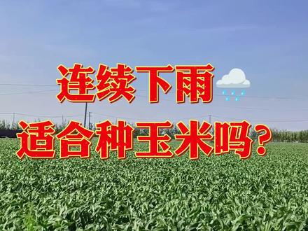 #上热门 连续下雨适合种玉米吗?#新农人计划2023 #三农 #来抖音学农技 #乡村守护人计划 @DOU+小助手