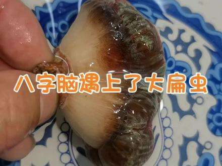 八字脑也会中扁虫?#海缸日记 #海水鱼珊瑚 #珊瑚 #海缸 #海缸记录
